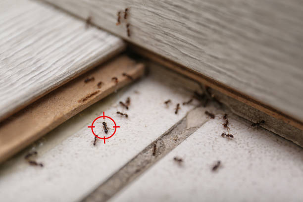 Best Ant Control Services  in Norman Park, GA