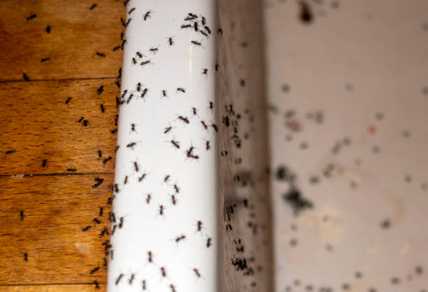 Best Exterminator Services  in Norman Park, GA