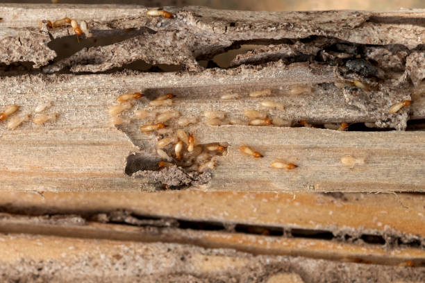 Best Insect Control  in Norman Park, GA